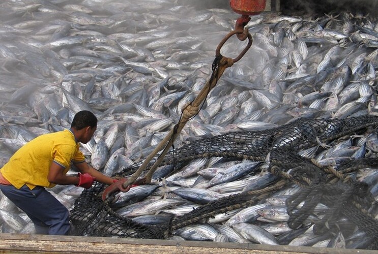 IOTC: Penalty For Seychelles' Yellowfin Tuna Fishing