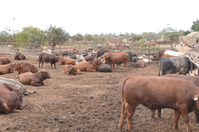 Resumption Of Livestock Imports From Rodrigues : Gradual And Under High ...