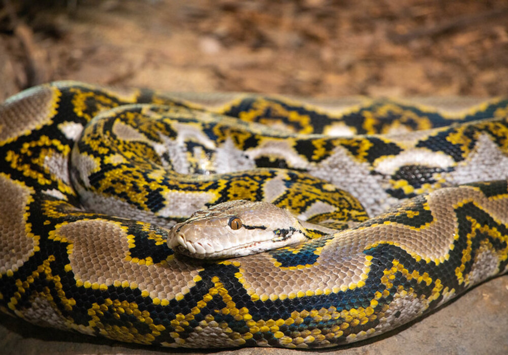 Indonesia Woman S Body Found Inside 16 Feet Long Python