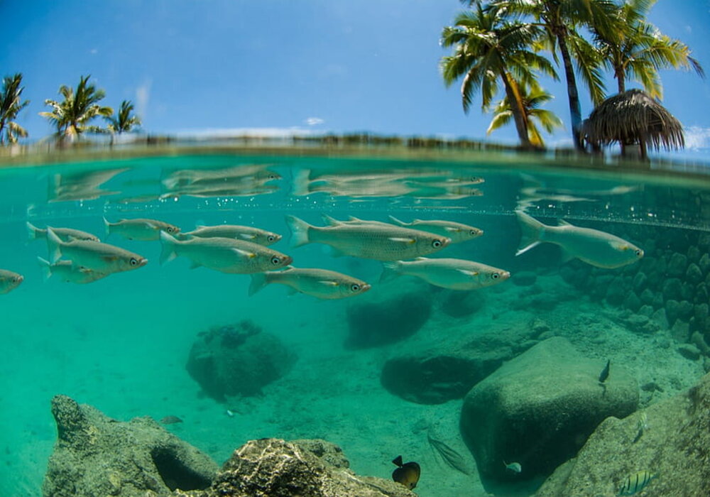 green-color-change-in-oceans-signifies-climate-change-impact-researchers